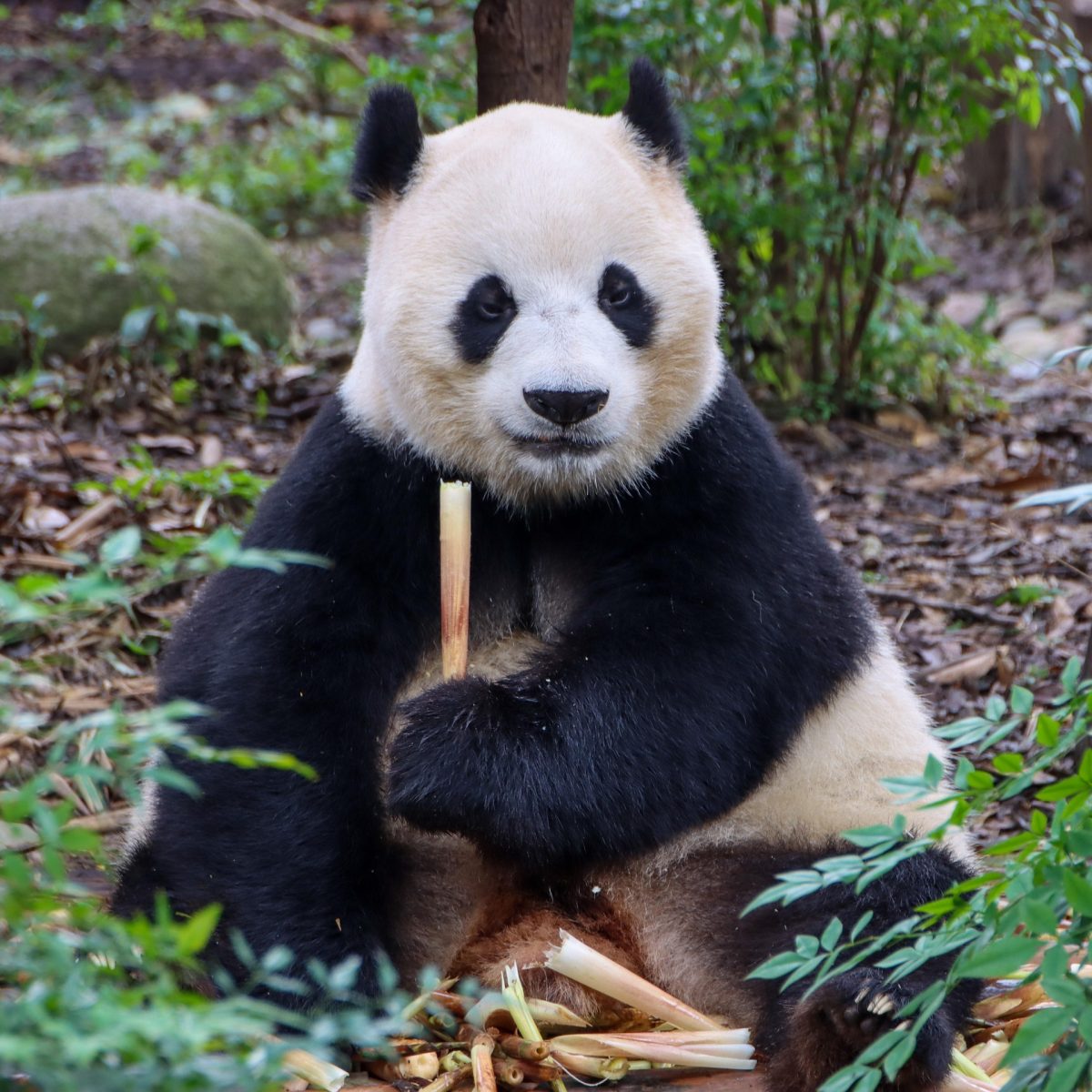 Air included- Mystical China: KungFu Pandas & Scenic Wonders 13-Day-11-Night